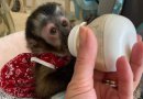 Capuchin monkeys