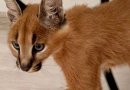 Каракал коте каракал налични