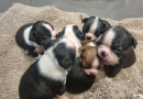 Boston Terrier Puppies for Sale | Boston Terrier Puppies for Adoption | Boston Terrier Puppies | Boston Terrier Puppies Near Me | Cheap Boston Terrier Puppies