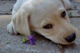 Растения и цветя, които са опасни за кучета и котки