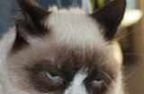 21 факта за Grumpy Cat, които ще много ще ви изненадат
