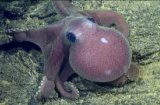 Женски октопод постави нов научен рекорд