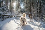 9 прекрасни „снежни” кучета