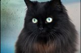 16 причини, които ще ви накарат да заобичате черните котки