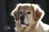 Интересни факти за породата кучета голдън ретривър