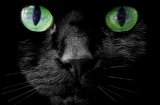 7 факта за черните котки