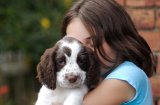 Полезни съвети за обезопасяване на дома при отглеждане на кученце