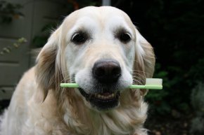 куче си мие зъбите