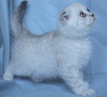 Чинчила-клепоухо мъжко коте - Обяви Продавам Котки - Anima.bg