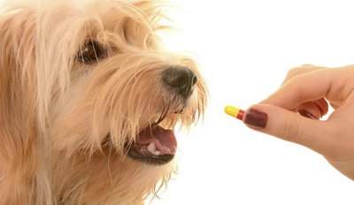 Папиломи в устата на куче