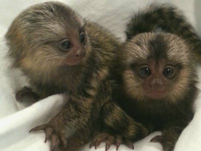 Маймуни маймуни за осиновяване.
