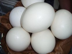 Папагалите и техните плодородни яйца за продажба.