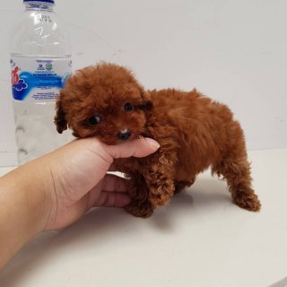Poodle puppies available