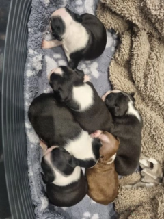 Boston Terrier Breeders | Boston Terrier Puppies for Sale | Boston Terrier Puppies | Boston Terrier Puppies for Sale near me | AKC Boston Terrier Puppies