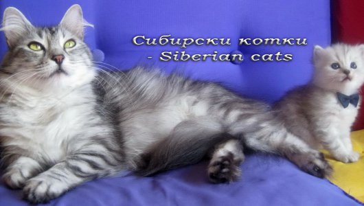 Сибирски котки - Siberian cats, заповядайте!
