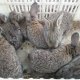 Продавам зайчета от породата Белгийски Великан
