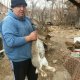 Продавам зайчета от породата Белгийски Великан