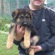 Продавам немски овчарки