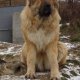 Кавказки Овчарки