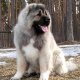 Кавказки Овчарки