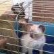 Сиамски котки