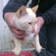 Сиамски котки