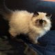 Продава персийски котенца