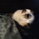 Продава персийски котенца