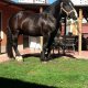 НЕМСКИ ТЕЖКОВОЗ - 4г