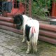 Продавам пони жребец