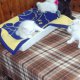 Персийски котета