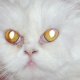 Персийски котета