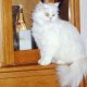 Персийски котета