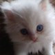 Персийски котета