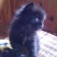 Персийски котета