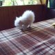 Персийски котета