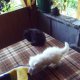 Персийски котета
