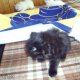 Персийски котета