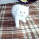 Персийски котета