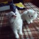 Персийски котета