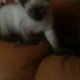 Сиамско коте