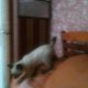 Сиамско коте
