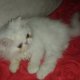 Продавам Екстремални персийски котенца женско бяло