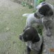 Страхотни дратхарчета