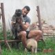 Кавказки Овчарки