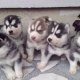 Продавам Сибирски хъскита