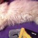 Продавам персийска котка -калърпойнт