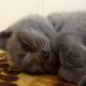 Британска късокосместа котка