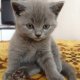 Британска късокосместа котка