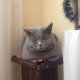 Британска късокосместа котка